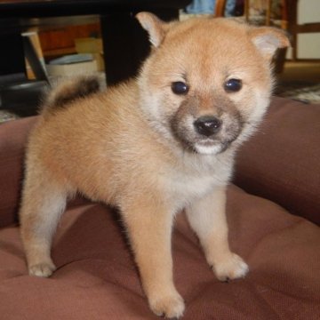 柴犬(標準サイズ)【鹿児島県・女の子・2023年4月30日・赤】の写真「優良血統で元気で人懐こい家庭犬向きの仔犬」