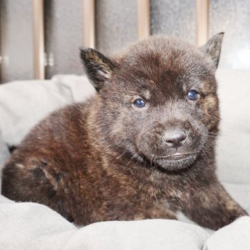 甲斐犬【鹿児島県・男の子・2024年4月1日・中虎毛】の写真「天然記念物指定の優良血統で訓練性能・運動能力抜群！」