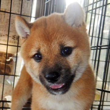 柴犬(豆柴)【鹿児島県・男の子・2022年8月16日・赤色】の写真「優良血統で元気で人懐こい家庭犬向きの仔犬」