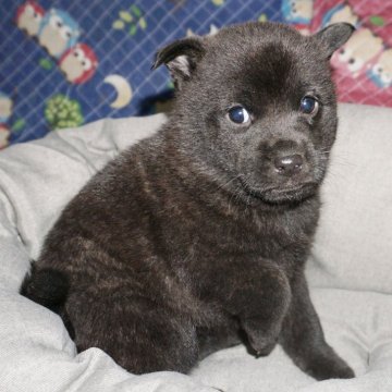 甲斐犬【鹿児島県・女の子・2024年1月5日・黒虎毛】の写真「天然記念物指定の優良血統で訓練性能・運動能力抜群！」