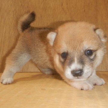 柴犬(豆柴)【鹿児島県・男の子・2023年9月22日・赤】の写真「優良血統で元気で人懐こい家庭犬向きの仔犬」