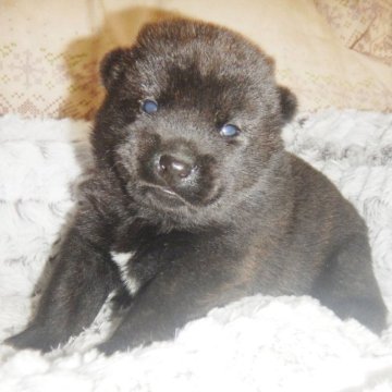 甲斐犬【鹿児島県・男の子・2023年3月18日・中虎毛】の写真「天然記念物指定の優良血統で訓練性能・運動能力抜群！」