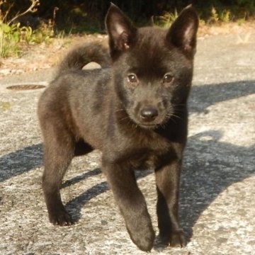 甲斐犬【鹿児島県・女の子・2022年10月2日・黒虎毛】の写真「天然記念物指定の優良血統で訓練性能・運動能力抜群！」