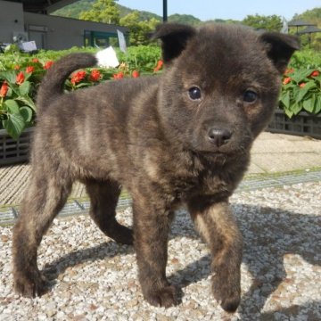 甲斐犬【鹿児島県・女の子・2023年4月2日・赤虎毛】の写真「天然記念物指定の優良血統で訓練性能・運動能力抜群！」