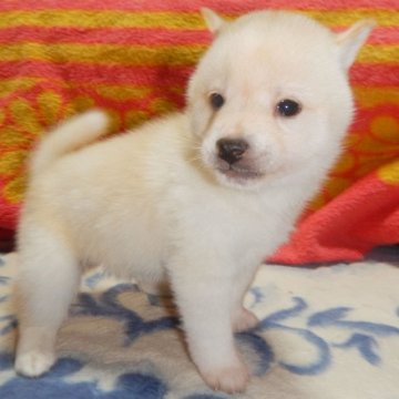 柴犬(豆柴)【鹿児島県・男の子・2023年1月15日・白色】の写真「優良血統で元気で人懐こい家庭犬向きの仔犬」