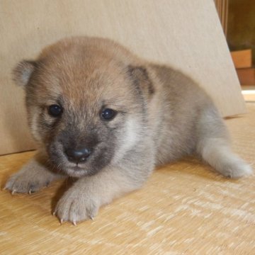 柴犬(豆柴)【鹿児島県・男の子・2023年9月22日・赤】の写真「優良血統で元気で人懐こい家庭犬向きの仔犬」