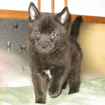 甲斐犬【鹿児島県・男の子・2019年9月11日・黒虎毛】の写真「優良血統の賢い仔犬です」