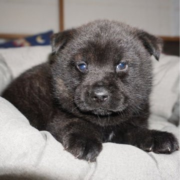 甲斐犬【鹿児島県・女の子・2024年3月7日・黒虎毛】の写真「天然記念物指定の優良血統で訓練性能・運動能力抜群！」