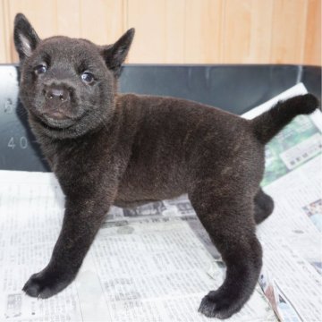 甲斐犬【鹿児島県・女の子・2024年6月20日・黒虎毛】の写真「天然記念物指定の優良血統で訓練性能・運動能力抜群！」