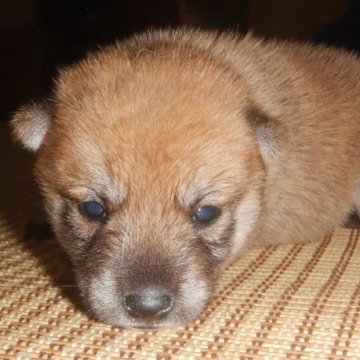 柴犬(豆柴)【鹿児島県・男の子・2023年8月19日・赤】の写真「優良血統で元気で人懐こい家庭犬向きの仔犬」