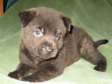 甲斐犬【鹿児島県・男の子・2018年9月1日・中虎毛】の写真「おだやかでおっとりしています。癒されます。」