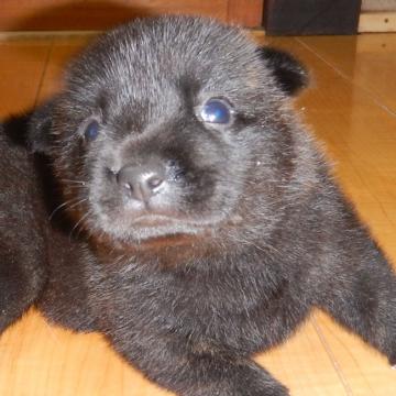 甲斐犬【鹿児島県・男の子・2022年8月19日・黒虎毛】の写真「天然記念物指定の優良血統で訓練性能・運動能力抜群！」