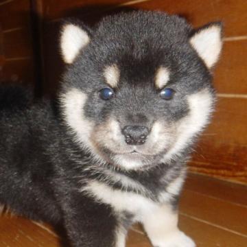 柴犬(豆柴)【鹿児島県・男の子・2022年9月22日・黒色】の写真「優良血統で元気で人懐こい家庭犬向きの仔犬」