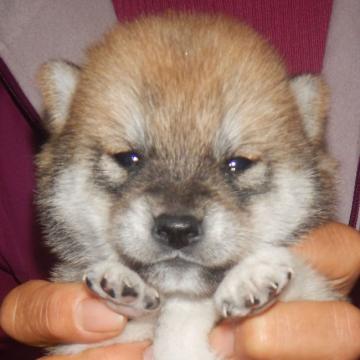 柴犬(豆柴)【鹿児島県・女の子・2022年9月30日・赤色】の写真「優良血統で元気で人懐こい家庭犬向きの仔犬」