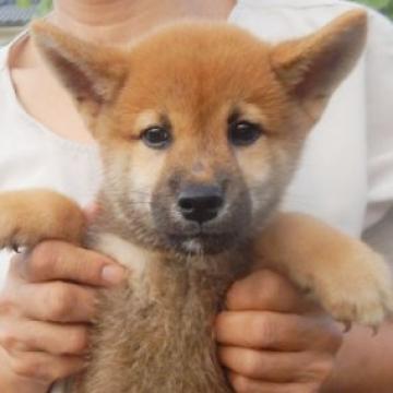 柴犬(標準サイズ)【鹿児島県・男の子・2022年6月27日・赤色】の写真「天然記念物指定の優良血統で活発な家庭犬向きの仔犬」