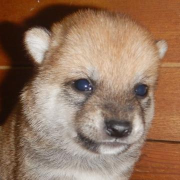 柴犬(豆柴)【鹿児島県・男の子・2022年9月30日・赤色】の写真「優良血統で元気で人懐こい家庭犬向きの仔犬」