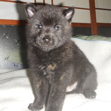 甲斐犬【鹿児島県・男の子・2022年5月1日・黒虎毛】の写真「優良血統で訓練性能抜群です」