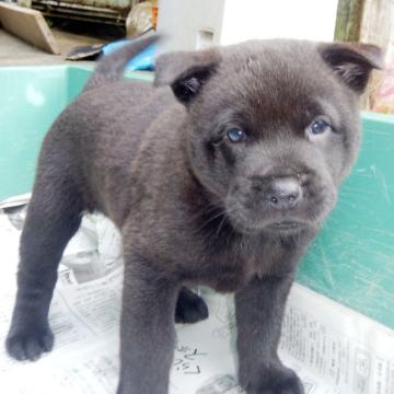 甲斐犬【鹿児島県・女の子・2022年10月17日・中虎毛】の写真「天然記念物指定の優良血統で訓練性能・運動能力抜群！」