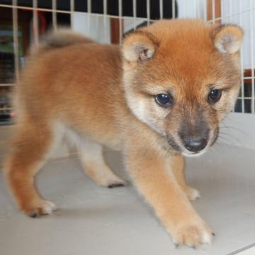 柴犬(豆柴)【鹿児島県・男の子・2022年9月1日・赤色】の写真「優良血統で元気で人懐こい家庭犬向きの仔犬」