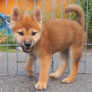 柴犬(標準サイズ)【鹿児島県・男の子・2022年6月27日・赤色】の写真「天然記念物指定の優良血統で活発な家庭犬向きの仔犬」