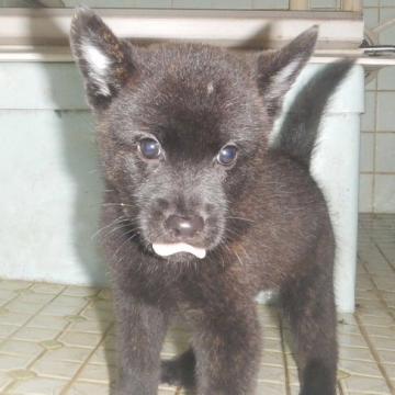 甲斐犬【鹿児島県・女の子・2022年7月28日・中虎毛】の写真「天然記念物指定の優良血統で訓練性能・運動能力抜群！」