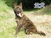 甲斐犬【鹿児島県・女の子・2014年5月29日・中虎毛】の写真4「父犬」