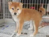 柴犬(標準サイズ)【鹿児島県・男の子・2022年10月6日・赤色】の写真4