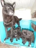 甲斐犬【鹿児島県・男の子・2022年9月14日・赤虎毛】の写真5「母犬、兄弟姉妹犬と一緒に」