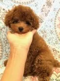 ティーカッププードル【福岡県・男の子・2018年7月27日・レッド】の写真5