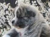 秋田犬【香川県・女の子・2025年2月22日・虎】の写真2