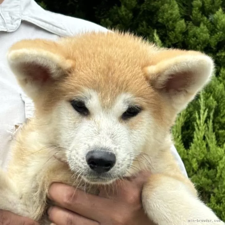 エイト 様のお迎えした子犬