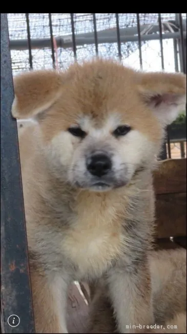 秋田犬【香川県・女の子・2019年6月1日・赤】の写真1「令和元年８月１５日撮影」