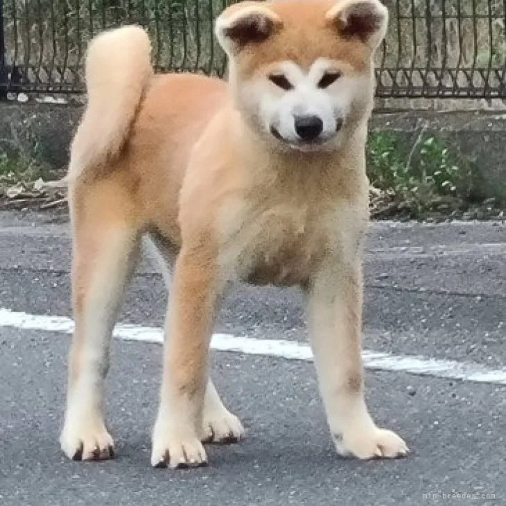 秋田犬【香川県・女の子・2023年5月17日・赤】の写真1「9/1撮影」