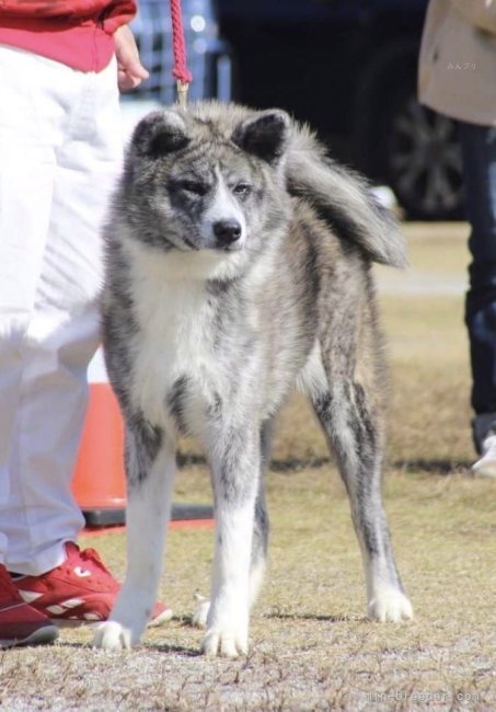 秋田犬【・女の子・2023年4月30日・虎】「6.5ヶ月頃撮影」