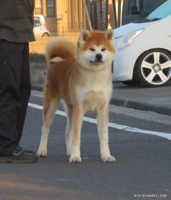 秋田犬【・男の子・2024年3月21日・赤】「８ヶ月頃撮影」