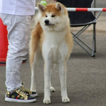 秋田犬【香川県・女の子・2023年1月8日・赤】の写真「美人の女の子」