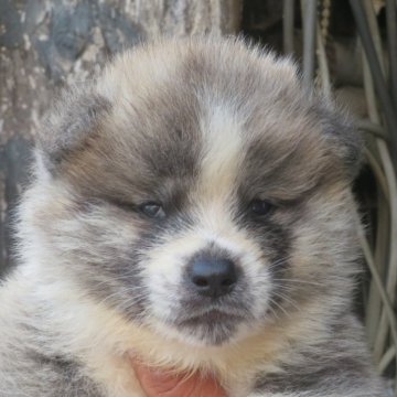 秋田犬【香川県・男の子・2024年9月7日・虎】の写真「愛嬌一杯の男の子」