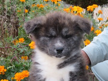 秋田犬【香川県・男の子・2019年9月11日・虎】の写真「白マフラーが綺麗な虎毛の男の子」