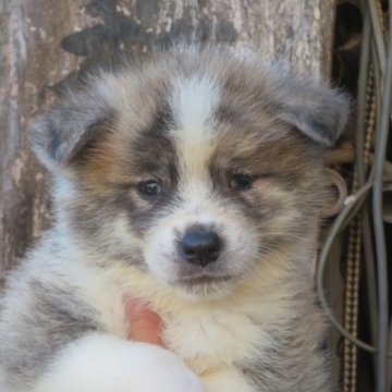 秋田犬【香川県・女の子・2024年9月7日・虎】の写真「愛嬌一杯の女の子」