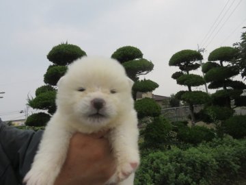 秋田犬【香川県・男の子・2019年6月26日・白】の写真「白毛の男の子」