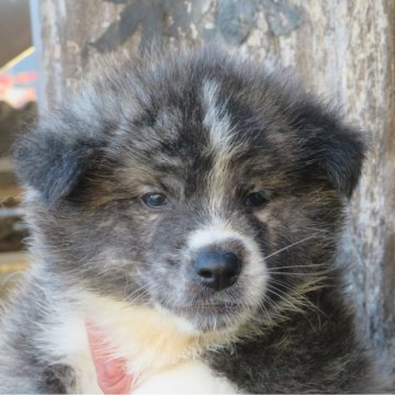 秋田犬【香川県・男の子・2024年9月7日・虎】の写真「愛嬌一杯の男の子」