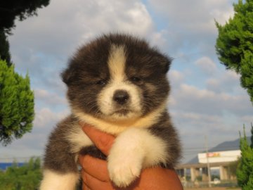 秋田犬【香川県・男の子・2020年8月18日・虎】の写真「父犬：日本一３回受賞・秋保名誉章　母犬：名血」