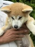 秋田犬【香川県・男の子・2024年5月31日・赤】の写真5