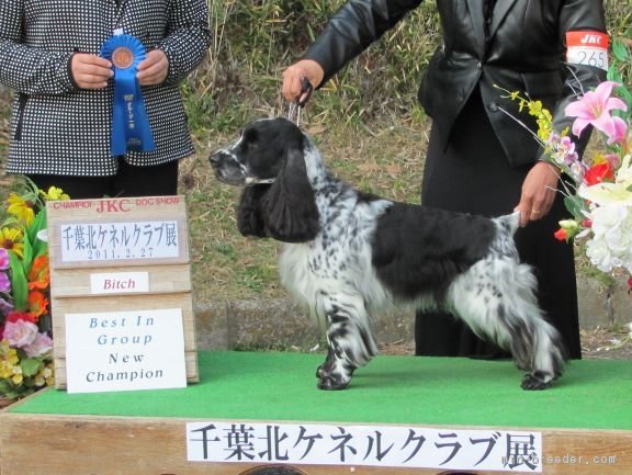 我が家で生まれ育ったチャンピオン犬です。子犬のおばあちゃんになります。｜北村　さち子(きたむら　さちこ)ブリーダー(千葉県・イングリッシュコッカースパニエル・JKC登録)の紹介写真2