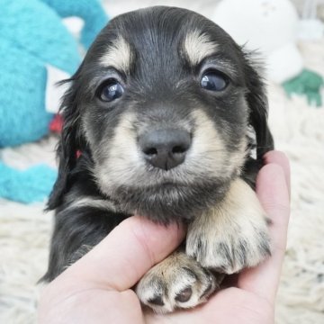 カニンヘンダックスフンド(ロング)【兵庫県・男の子・2025年2月23日・ブラックイエロー】の写真「ダックス専門犬舎！父JKCチャンピオン直子！」