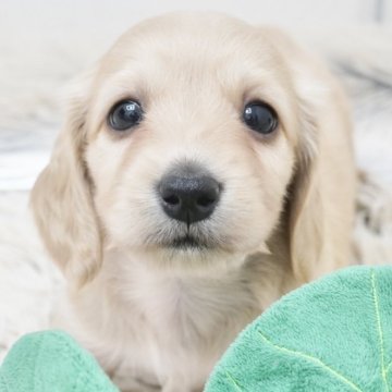 ミニチュアダックスフンド(ロング)【兵庫県・女の子・2025年2月24日・イエロー】の写真「ダックス専門犬舎！父JKCチャンピオン直子！」