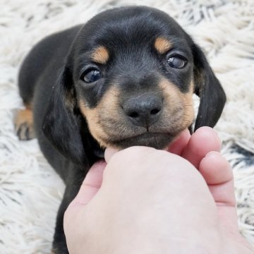 カニンヘンダックスフンド(スムース)【兵庫県・女の子・2024年10月20日・ブラックタン】の写真「ダックス専門犬舎！母犬JKCチャンピオン！」