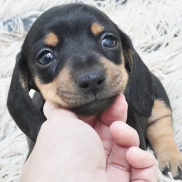 カニンヘンダックスフンド(スムース)【兵庫県・女の子・2024年10月20日・ブラックタン】の写真「ダックス専門犬舎！母犬JKCチャンピオン！」