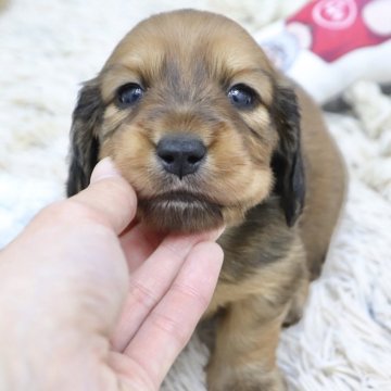 カニンヘンダックスフンド(ロング)【兵庫県・男の子・2025年1月7日・レッド】の写真「ダックス専門犬舎！父JKCチャンピオン直子！」