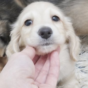 ミニチュアダックスフンド(ロング)【兵庫県・男の子・2024年10月19日・イエロー】の写真「ダックス専門犬舎！父JKCチャンピオン直子！」